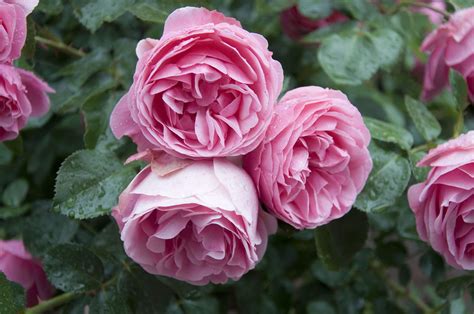 monas roses|English Roses from David Austin Roses 